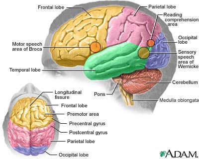 picture of the brain & altheimer's