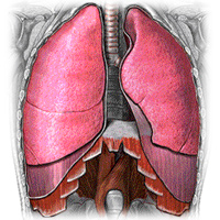 lungs from how it works.com